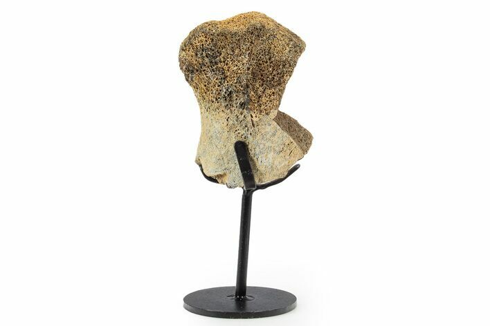 Fossil Hadrosaur Limb Bone Section w/ Metal Stand - South Dakota #339914